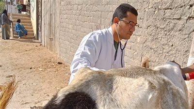 طب بيطري جامعة الزقازيق توجه قافلة مجانية لقرية الغوارنة بالشرقية 
