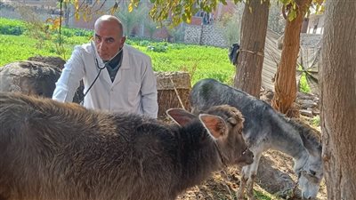 كلية طب بيطري جامعة الزقازيق توجه قافلة مجانية لقرية أولاد مهنا بالشرقية