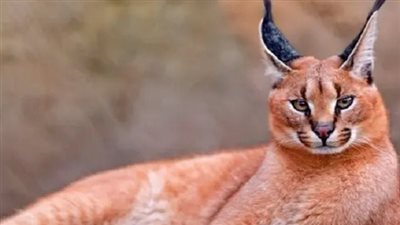 كل ما تحتاج معرفته عن الوشق المصري بعد تصدره التريند