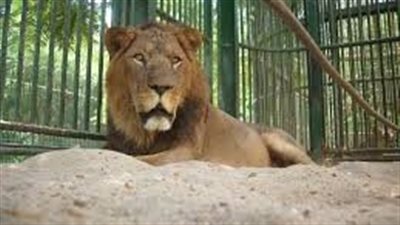 موعد افتتاح حديقة حيوان الجيزة بعد التطوير