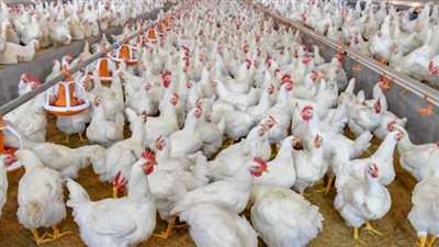 بورصة الدواجن تعلن عن سعر الفراخ البيضاء اليوم الأحد 30-3-2025