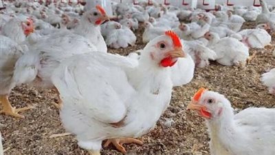 تراجع ملحوظ في أسعار الفراخ البيضاء.. تعرف علي أسعار الدواجن اليوم
