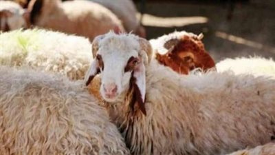 أسعار الأضاحي في الأسواق 2025.. تزامنا مع اقتراب عيد الأضحي