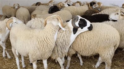 أسعار الأبقار والماعز والخراف في الأسواق.. تزامنا مع عيد الأضحي