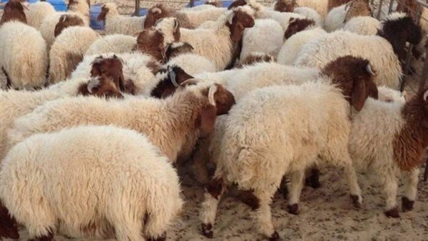 أضاحي عيد الأضحى