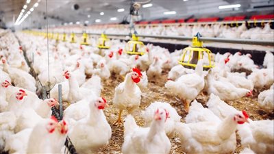 أسعار الفراخ اليوم الأحد 16 نوفمبر 2025 في الأسواق