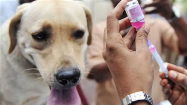 سعار الكلاب الضالة