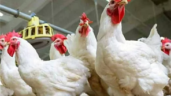 أسعار الفراخ اليوم