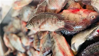 أسعار السمك اليوم.. البلطي والقشر والجمبري في الأسواق