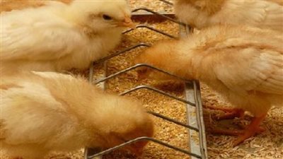 سعر الكتاكيت اليوم يفاجئ المربين وتحركات جديدة ببورصة الدواجن