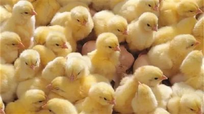 سعر الكتاكيت اليوم يشعل الأسواق مع صعود أسعار الدواجن في مصر