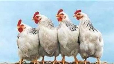 أسعار الفراخ اليوم الأربعاء 28 يناير 2026 في الأسواق