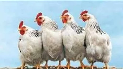 اسعار الدواجن اليوم الخميس 5 مارس 2026.. قفزة جديدة للفراخ البيضاء