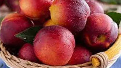 أسعار الفاكهة اليوم الاثنين 16 مارس 2026.. النبق بـ55 جنيه