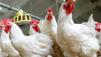 أسعار الفراخ البيضاء اليوم الثلاثاء 17 مارس 2026.. بـ 106 جنيه للكيلو