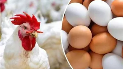 أسعار الفراخ اليوم الأربعاء 18 مارس 2026 