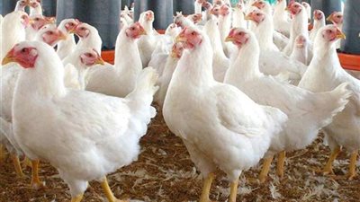 سعر الفراخ البيضاء اليوم الأحد 22 مارس 2026.. الكيلو بـ 96 جنيه