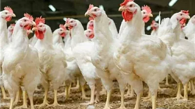 سعر الفراخ البيضاء اليوم الأحد 29 مارس 2026.. استقرار بعد تراجع