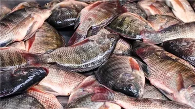 أسعار السمك اليوم الخميس 26 مارس 2026.. ارتفاع البلطي وتراجع البوري والجمبري في الأسواق