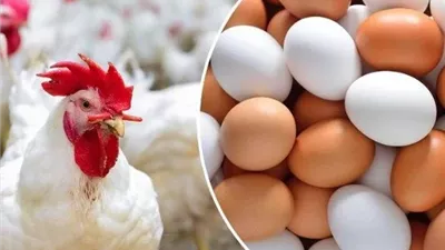 أسعار الفراخ اليوم الثلاثاء 31 مارس 2026.. تراجع 5 جنيهات