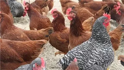 سعر كيلو الفراخ البيضاء والبلدي اليوم الأربعاء 8 أبريل 2026 في مصر