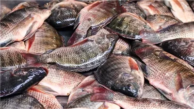 أسعار السمك اليوم في مصر الخميس 9 أبريل 2026 استقرار ملحوظ