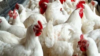 أسعار الفراخ اليوم الثلاثاء 21 أبريل 2026.. استقرار في المزارع