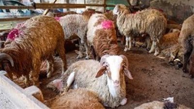 الإفتاء تُجيز تقسيط الأضحية والأوقاف تطرح صكوك 2026 بتيسيرات جديدة