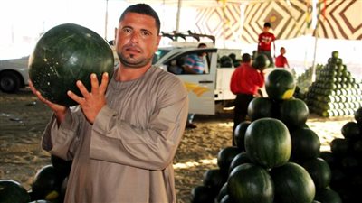 قبل ما تشتري.. هل البطيخ آمن أم مسرطن؟ خبراء يكشفون الحقيقة الكاملة