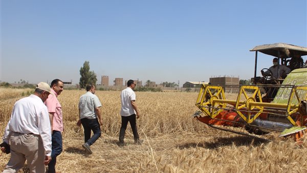 حصاد القمح بسوهاج    