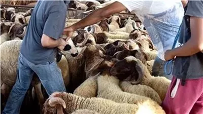 حكم الاقتراض لشراء الأضحية 2026.. الإفتاء تحسم الجدل