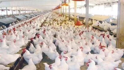 تراجع ملحوظ في أسعار الفراخ والبيض اليوم السبت 18 يوليو