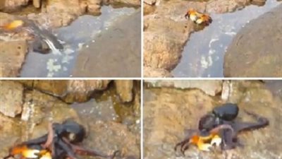 بالفيديو ..أخطبوط يخرج من الماء ويصطاد سرطاناً فوق الصخور