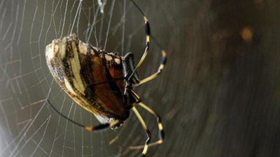 شاهد مواجهة عنيفة بين ثعبان وعنكبوت.. تنتهي بشنق الثعبان	