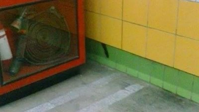 بالصور .. قطة محبوسة خلف جدار بمحطة مترو لمدة 5 سنوات