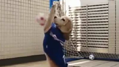 شاهد.. مهارة كلب فى حراسة المرمى