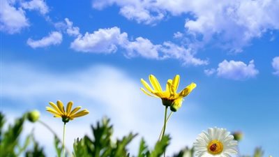 الارصاد : اليوم الطقس معتدل وامطار خفيفة علي السواحل الشمالية