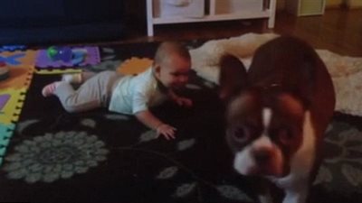 بالفيديو.. كلب منزلي يعلم رضيع الحبو لأول مرة