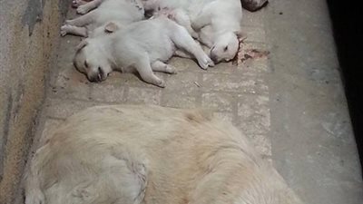 صور صادمة لمواطن يطعن 