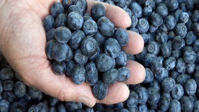 التوت الأزرق لمحاربة الشيخوخة و الوقاية من أمراض القلب