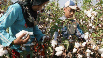 وزير الزراعة: قرار وقف استيراد القطن من الخارج يستهدف حماية الإنتاج المحلي