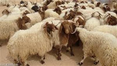 رئيس لجنة الفتوى الأسبق يؤيد جواز ذبح الفقراء للطيور كأضحية بالعيد
