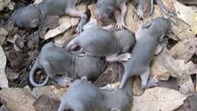 بالفيديو.. لا يصدق .. فئران ضخمة تخرج من بطون خرفان مذبوحة في مطعم!