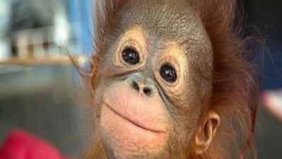 قرد يساعد الشرطة في تحديد موقع اختفاء 