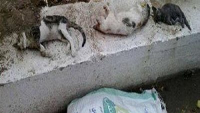 عبدالوهاب يتوعد القائمين على مذبحة القطط بالأهلى