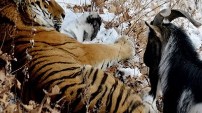 بالفيديو| الصداقة تجمع بين نمر روسي وماعز تمنحه الحياه