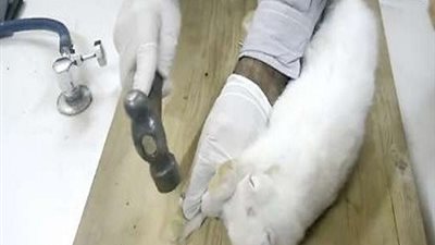 بالفيديو | معلم  معلم أحياء يعذب 