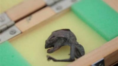 بالفيديو: كائن غريب يشعل مخاوف العلماء!