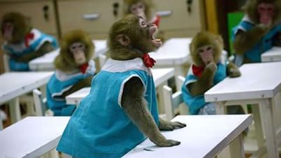 لك الله يا مصر : الصين فتحت مدارس لـ 