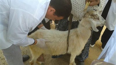 جامعة القناة تنظم ثالث القوافل البيطرية الطلابية 